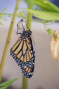 butterfly, cocoon, metamorphosis-4043540.jpg