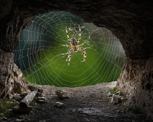 spider, cave, insect-5249441.jpg